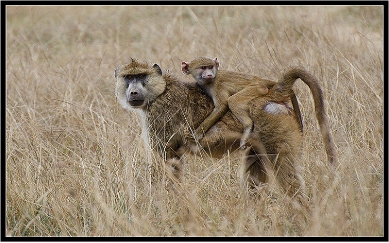 Baboon with its baby in Ambosily National Park , Kenya